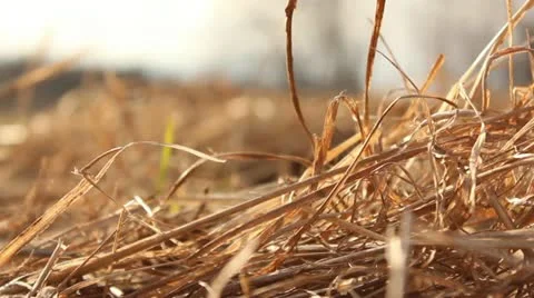 Old grass and reed in windy sunset Stock Footage 10883017