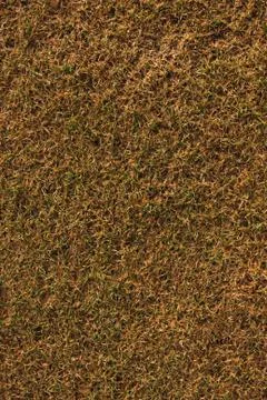 Old grass background Stock Photos