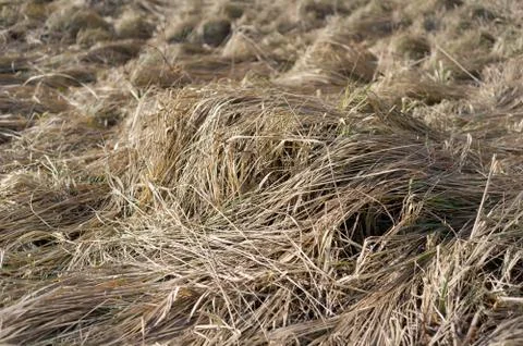 Old grass in the nature. Stock Photos