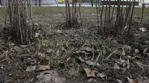 Old grass at road Stock Footage 4689928