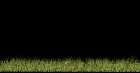 Old grass sways in the wind. Seamless looping (loop). Transparent background, al Video stock 106704435