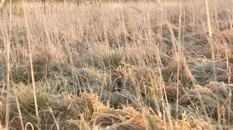 Old grass in the wind Stock Footage 10580374
