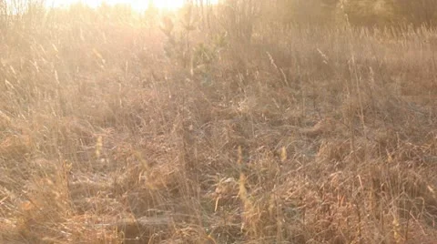 Old grass in the wind Stock Footage 10580376