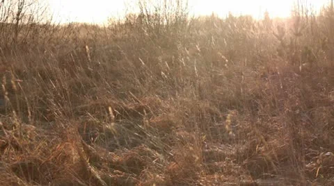 Old grass in the wind Video stock 10580385