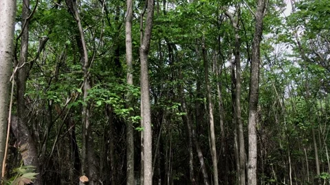 An old grave for a Soviet soldier in the forest, a grave in an old forest. Stock Footage 274138656
