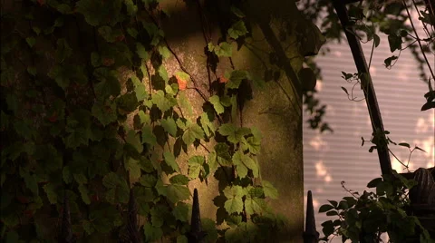 Old Grave with Vines Stock Footage 53338699