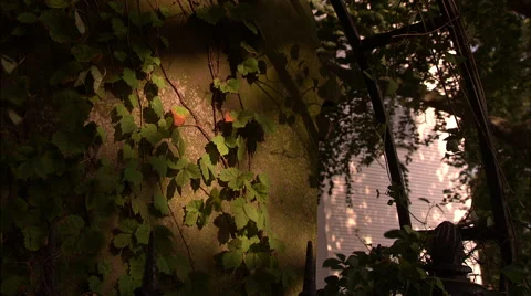 Old Grave with Vines Stock Footage 53338710