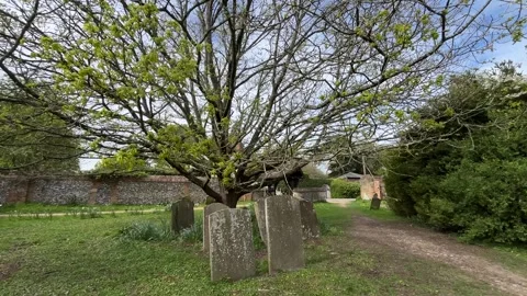 Old Gravestones and an old Tree in UK Graveyard – Gimbal shot Video stock 332814325