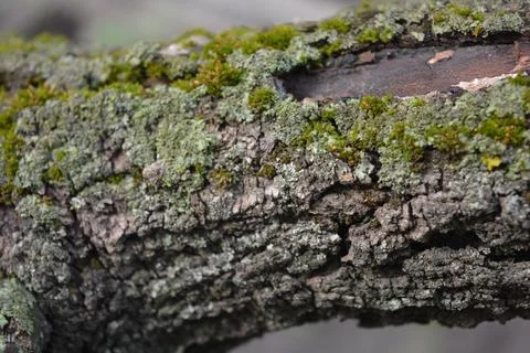 Old gray bark with damage and green moss of calcareous apricot tree. Stock Photos