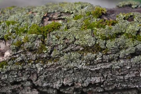 Old gray bark with damage and green moss of calcareous apricot tree. Stock Photos
