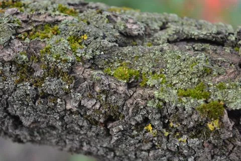 Old gray bark with damage and green moss of calcareous apricot tree. Stock Photos