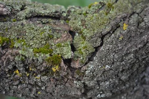 Old gray bark with damage and green moss of calcareous apricot tree. Stock Photos