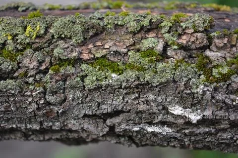 Old gray bark with damage and green moss of calcareous apricot tree. Stock Photos