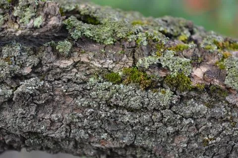 Old gray bark with damage and green moss of calcareous apricot tree. Stock Photos