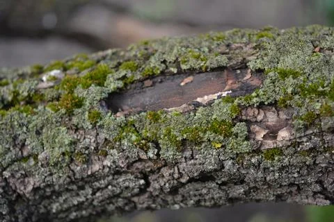 Old gray bark with damage and green moss of calcareous apricot tree. Stock Photos