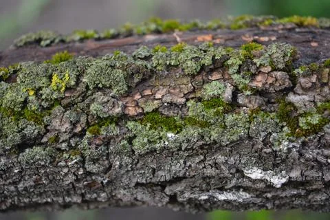 Old gray bark with damage and green moss of calcareous apricot tree. Stock Photos