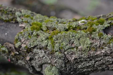 Old gray bark with damage and green moss of calcareous apricot tree. Stock Photos