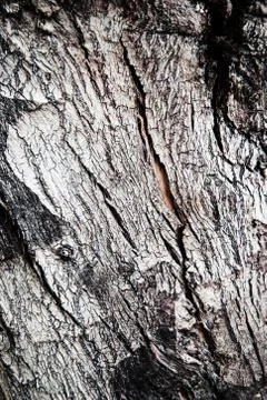 Old gray bark of a texture tree Stockfoto's