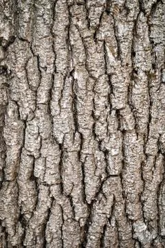 Old gray bark of the tree Stock Photos