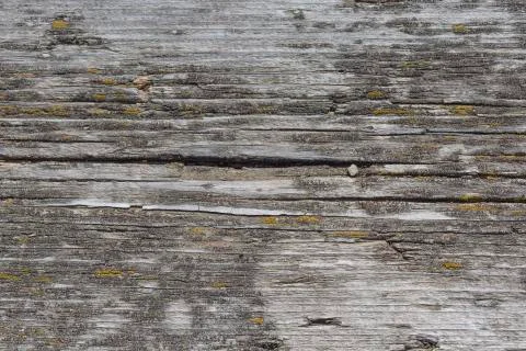 An old gray board with a knot, close-up, covered with yellow moss. Macro Stock Photos