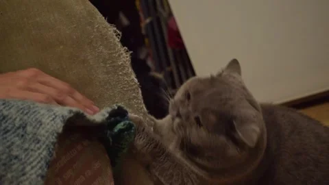 An old gray cat amusingly plays with a man's hand and scratches the sofa. Stock Footage 244947654