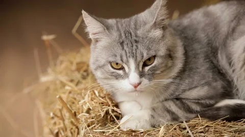 Old Gray Cat Sitting On The Hay And Sleep Video stock 52071423