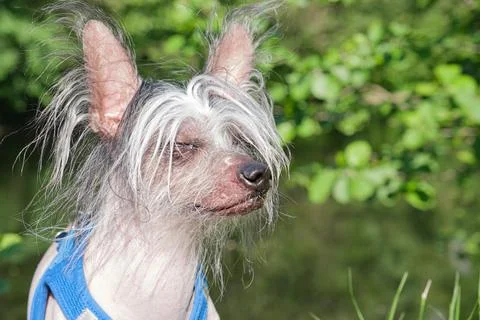 Old gray-haired dog has closed its eyes and is basking in the sun Stock Photos