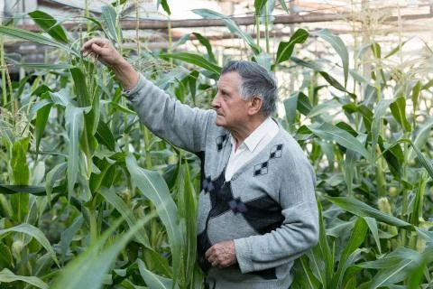 An old gray haired farmer in a corn garden. Checks the condition of plants. C Stock Photos