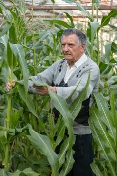 An old gray haired farmer in a corn garden. Checks the condition of plants. C Stock Photos