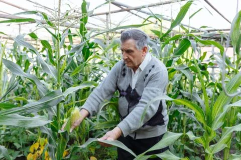 An old gray haired farmer in a corn garden. Checks the crop. Concept of manua Stock Photos