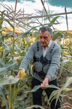 An old gray haired farmer in a corn garden. Checks the crop. Concept of manua Stock Photos