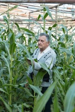 An old gray haired farmer in a corn garden. Checks the condition of plants. C Stock Photos