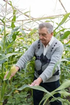 An old gray haired farmer in a corn garden. Checks the crop. Concept of manua Stock Photos