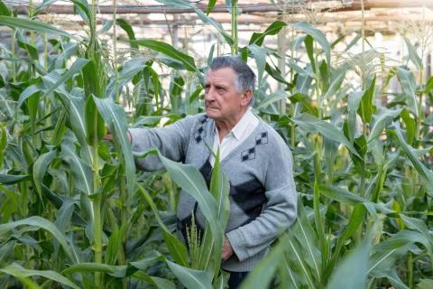 An old gray haired farmer in a corn garden. Checks the condition of plants. C Stock Photos