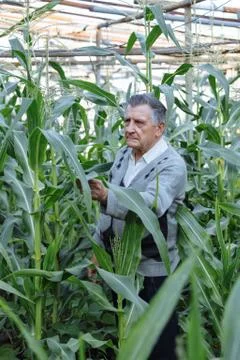 An old gray haired farmer in a corn garden. Checks the condition of plants. C Stock Photos