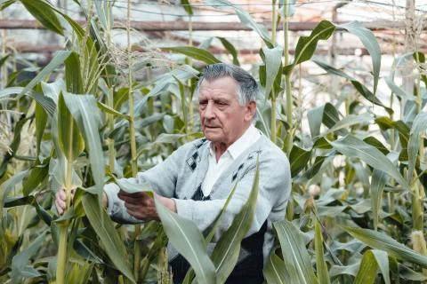 An old gray haired farmer in a corn garden. Checks the condition of plants. C Stock Photos