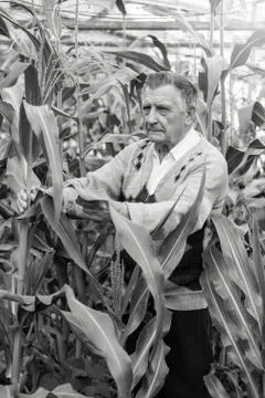 An old gray haired farmer in a corn garden. Checks the condition of plants. C Stock Photos