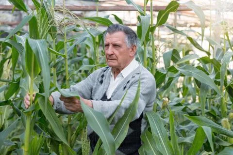 An old gray haired farmer in a corn garden. Checks the condition of plants. C Stock Photos