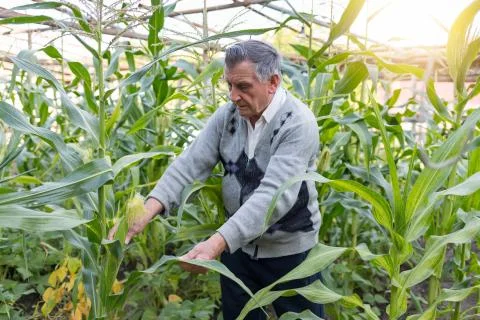 An old gray haired farmer in a corn garden. Checks the crop. Concept of manua Stock Photos
