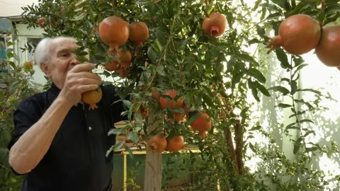 An old gray-haired man examines a pomegranate bush with fruit. Stock Footage 161777451
