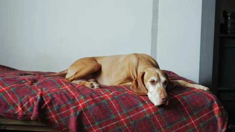 An old gray-haired pointer dog is lying on the bed and watching his owner Stock Footage 233329237