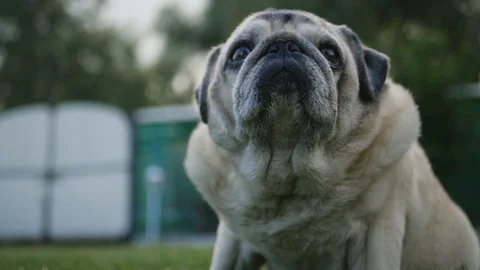 An old gray-haired pug sits on the green grass in summer. slow motion, 1920x1080 Stock Footage 97926713
