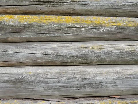 An old gray log wall with yellow moss on one of the logs Stock Photos