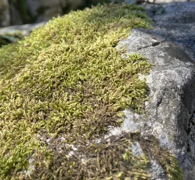 Old gray stone half covered with green moss Stock Photos
