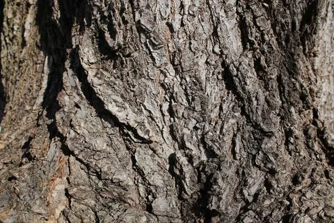Old, gray tree bark Stock Photos