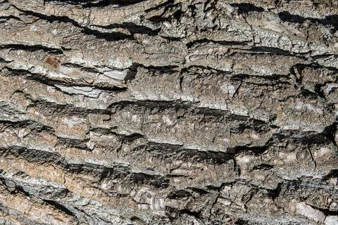Old gray Wood Tree Texture Background Pattern. Stock Photos