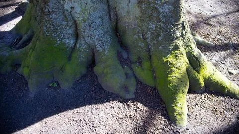 Old great root tree covered with edges Stock Photos