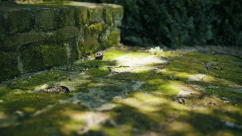 Old Green Mossy Brick Steps Stock Footage