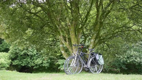 Old green mossy tree and branches on river bank. Video stock 78661399