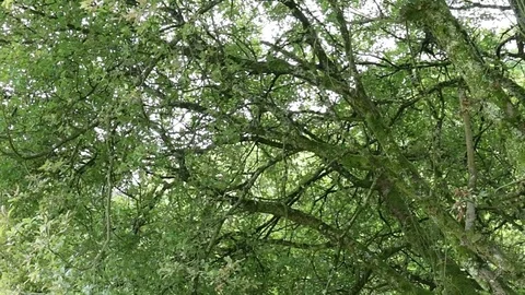 Old green mossy tree and branches of dense woodland in forest Video stock 78661653